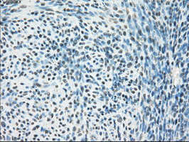 PPP5C Antibody in Immunohistochemistry (Paraffin) (IHC (P))