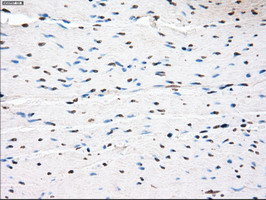 PPP5C Antibody in Immunohistochemistry (Paraffin) (IHC (P))