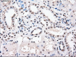 PPP5C Antibody in Immunohistochemistry (Paraffin) (IHC (P))