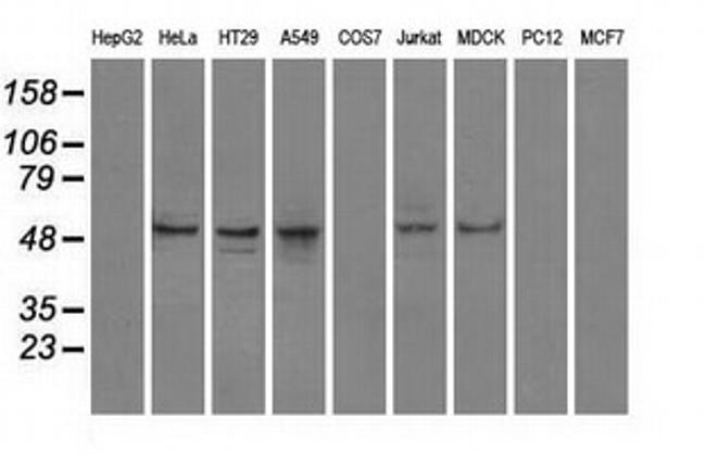 PPP5C Antibody in Western Blot (WB)