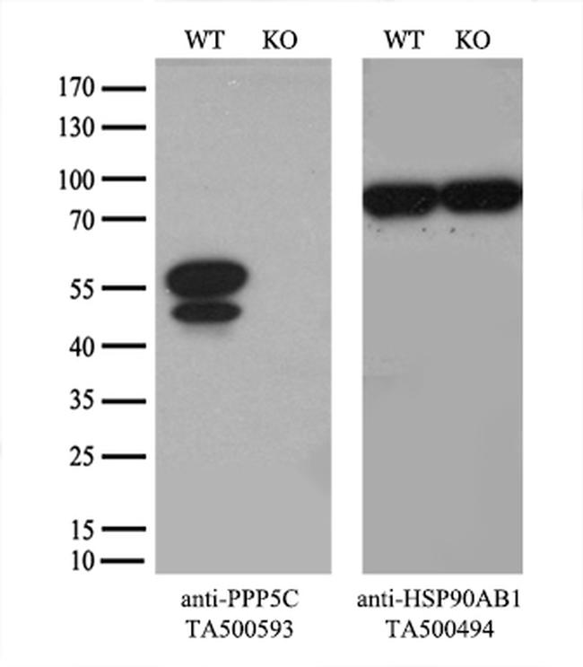 PPP5C Antibody in Western Blot (WB)