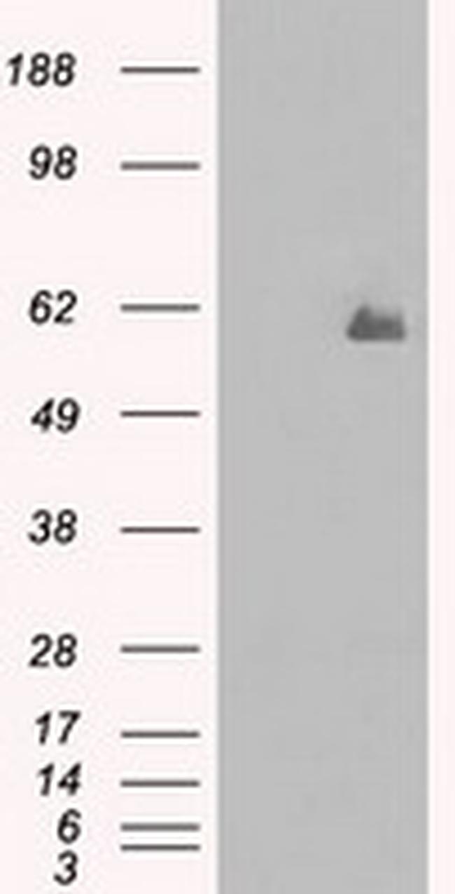 PPP5C Antibody in Western Blot (WB)