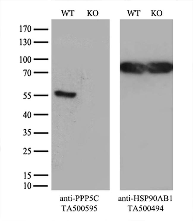 PPP5C Antibody in Western Blot (WB)