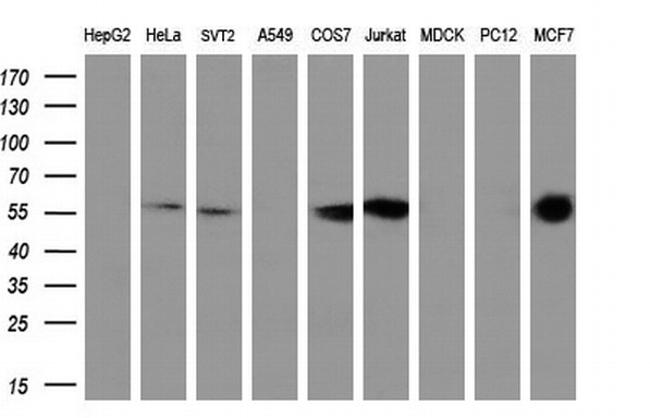 PPP5C Antibody in Western Blot (WB)