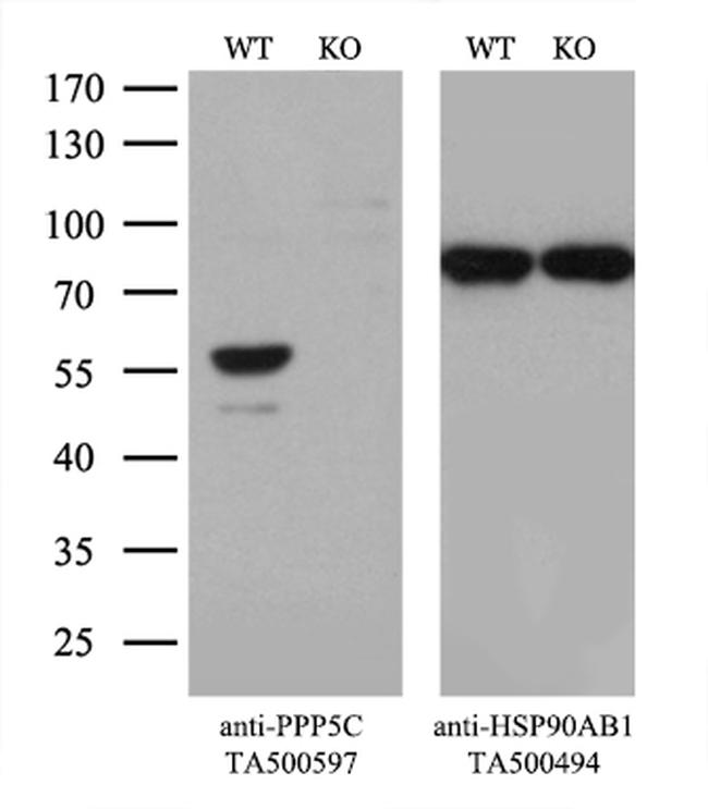 PPP5C Antibody in Western Blot (WB)