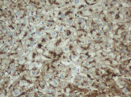 PPT1 Antibody in Immunohistochemistry (Paraffin) (IHC (P))