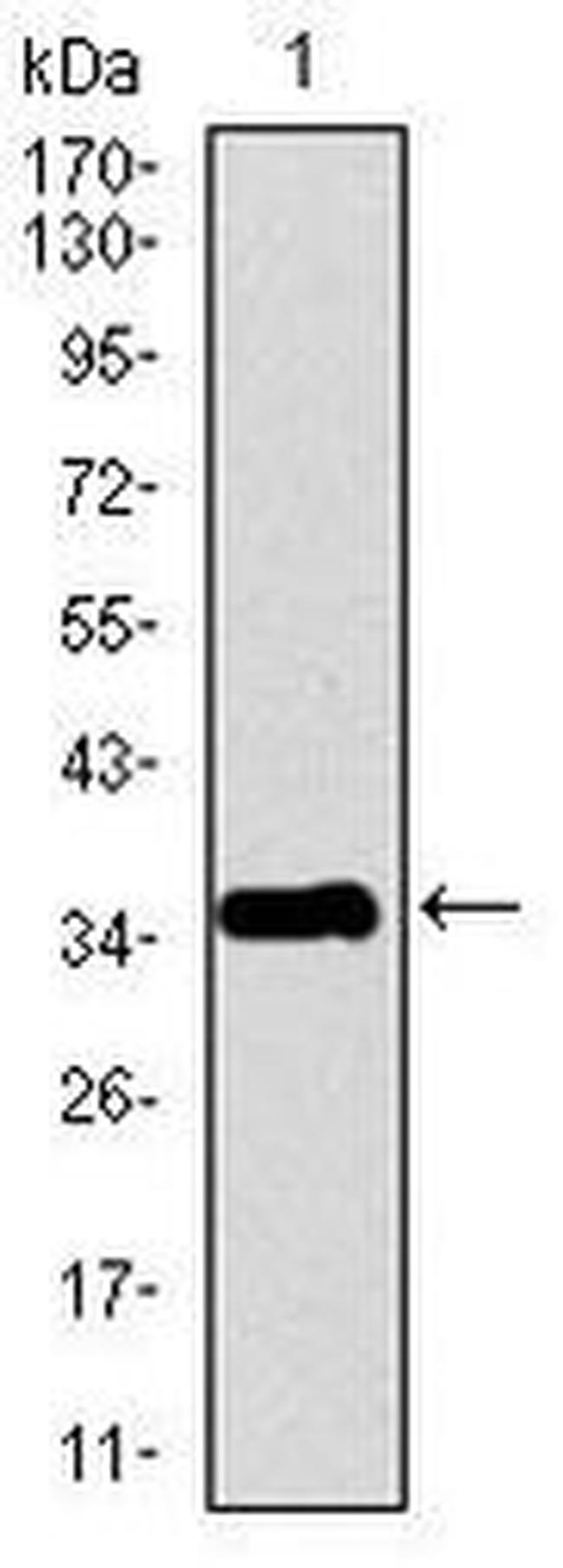 PPY Antibody in Western Blot (WB)