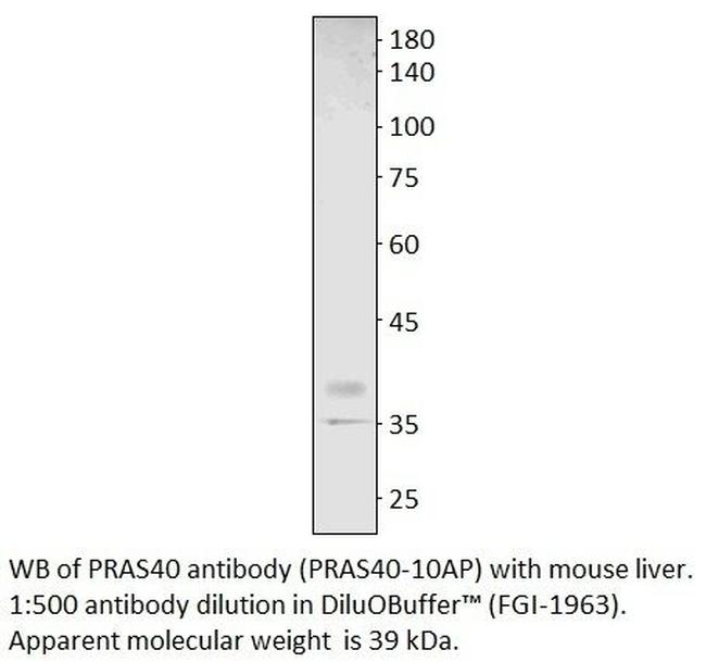 PRAS40 Antibody in Western Blot (WB)