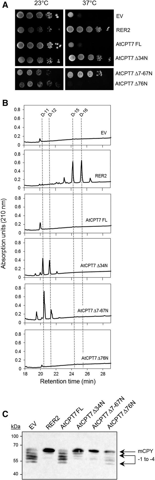 PRC1 Antibody in Western Blot (WB)