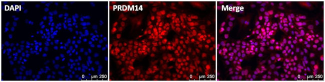 PRDM14 Antibody in Immunocytochemistry (ICC/IF)