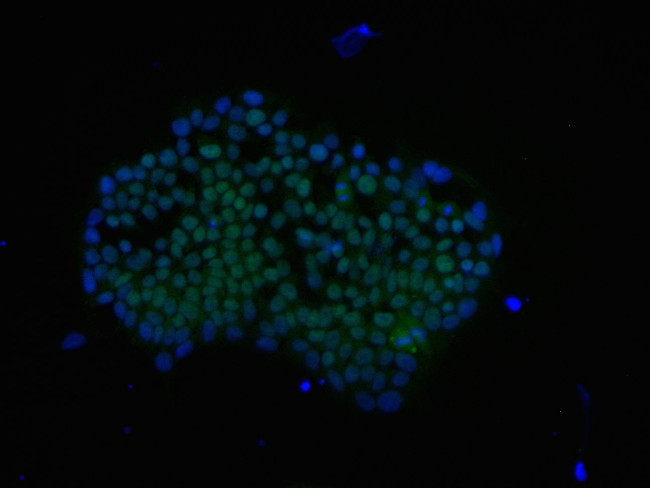 PRDM14 Antibody in Immunocytochemistry (ICC/IF)