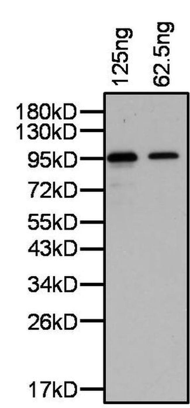 PRDM14 Antibody in Western Blot (WB)