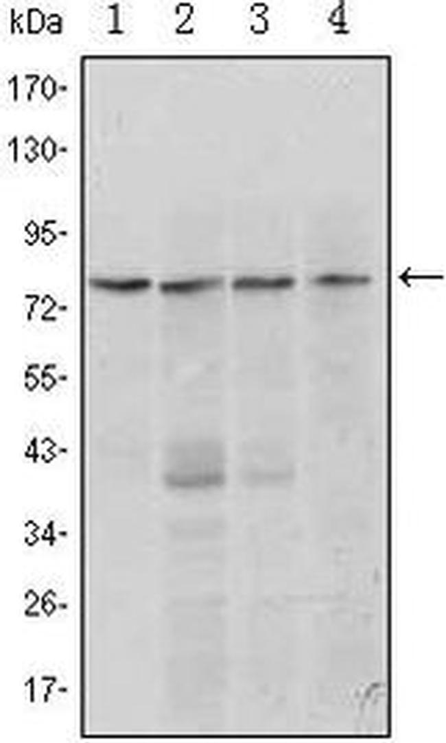 Blimp-1 Antibody in Western Blot (WB)