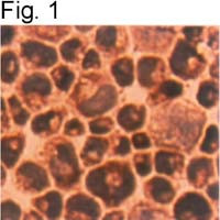 PRDX1 Antibody in Immunocytochemistry (ICC/IF)