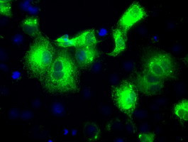 PRDX4 Antibody in Immunocytochemistry (ICC/IF)