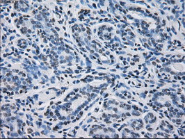 PRDX4 Antibody in Immunohistochemistry (Paraffin) (IHC (P))