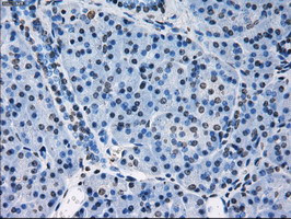 PRDX4 Antibody in Immunohistochemistry (Paraffin) (IHC (P))