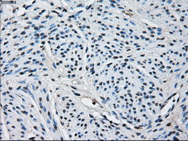 PRDX4 Antibody in Immunohistochemistry (Paraffin) (IHC (P))