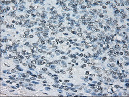 PRDX4 Antibody in Immunohistochemistry (Paraffin) (IHC (P))