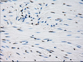 PRDX4 Antibody in Immunohistochemistry (Paraffin) (IHC (P))