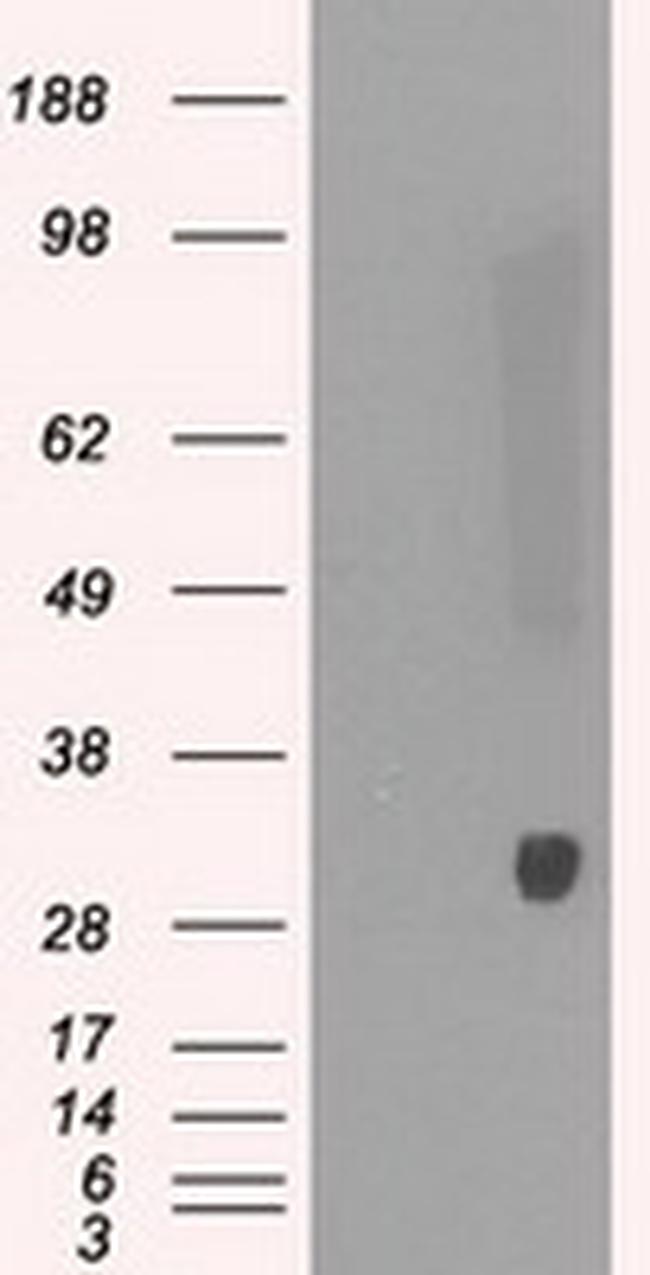 PRDX4 Antibody in Western Blot (WB)