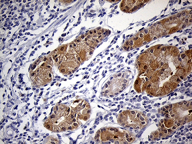 PRDX5 Antibody in Immunohistochemistry (Paraffin) (IHC (P))