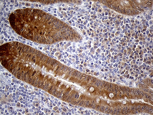 PRDX5 Antibody in Immunohistochemistry (Paraffin) (IHC (P))