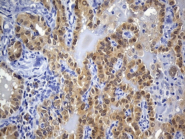 PRDX5 Antibody in Immunohistochemistry (Paraffin) (IHC (P))