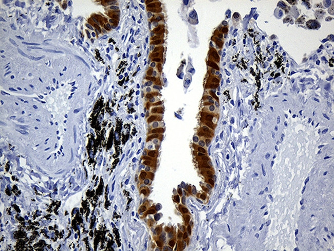 PRDX5 Antibody in Immunohistochemistry (Paraffin) (IHC (P))