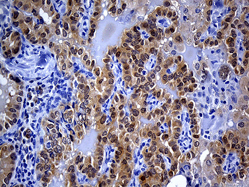 PRDX5 Antibody in Immunohistochemistry (Paraffin) (IHC (P))