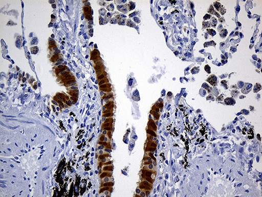 PRDX5 Antibody in Immunohistochemistry (Paraffin) (IHC (P))