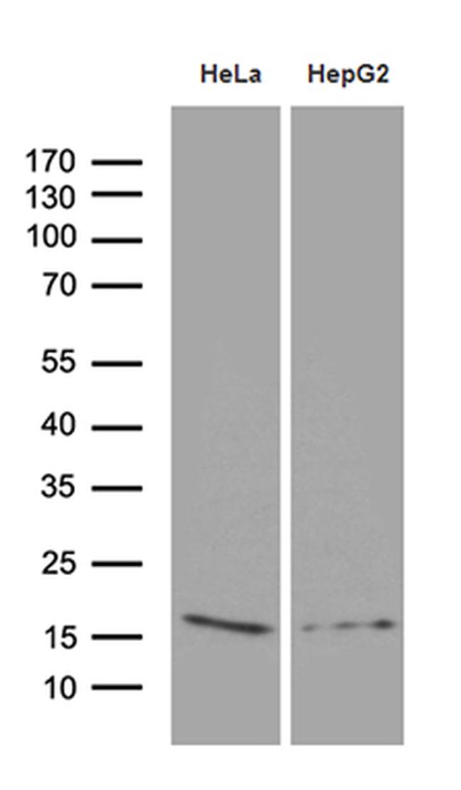 PRDX5 Antibody in Western Blot (WB)