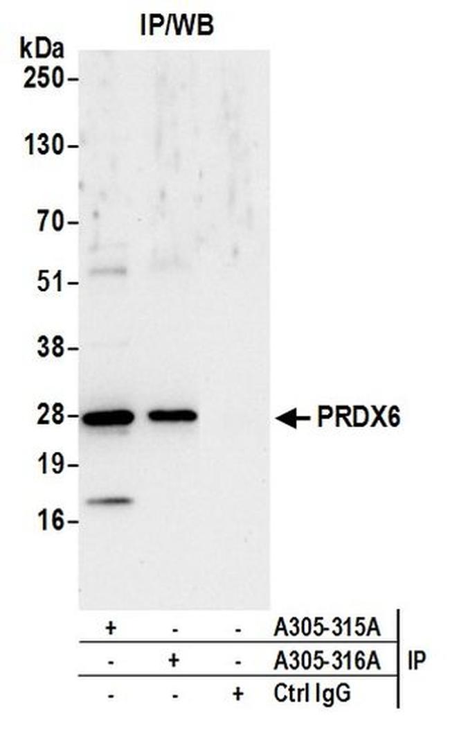 PRDX6 Antibody in Western Blot (WB)