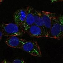 AMPK alpha-1 Antibody in Immunocytochemistry (ICC/IF)