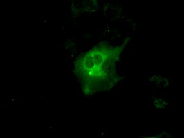 PRKAR1A Antibody in Immunocytochemistry (ICC/IF)