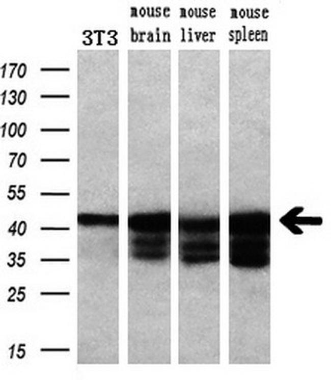 PRKAR1A Antibody in Western Blot (WB)