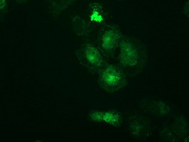 PRKAR2A Antibody in Immunocytochemistry (ICC/IF)