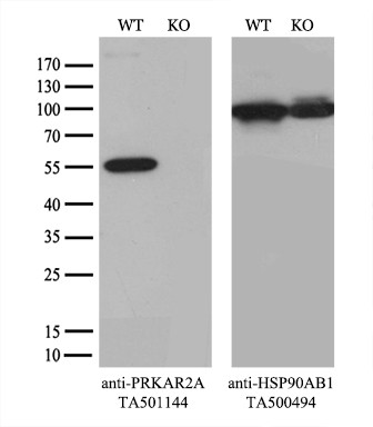 PRKAR2A Antibody