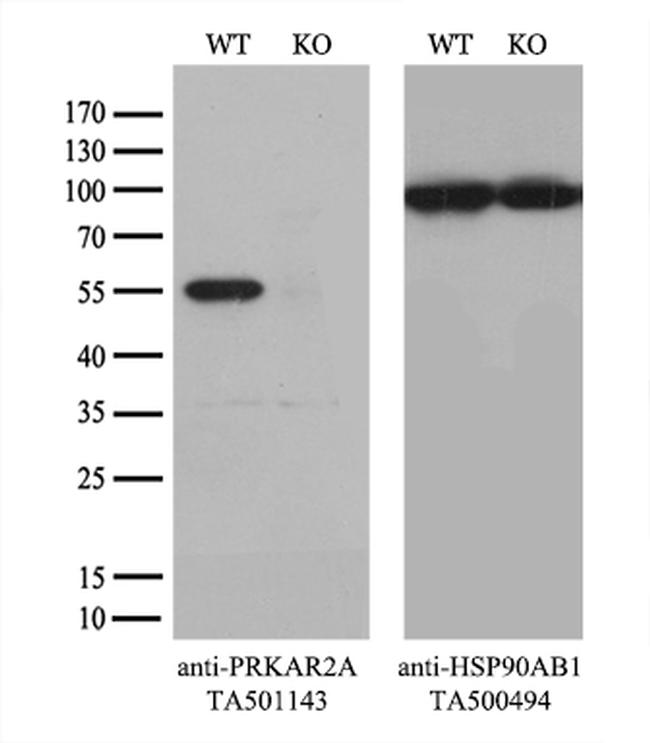 PRKAR2A Antibody in Western Blot (WB)