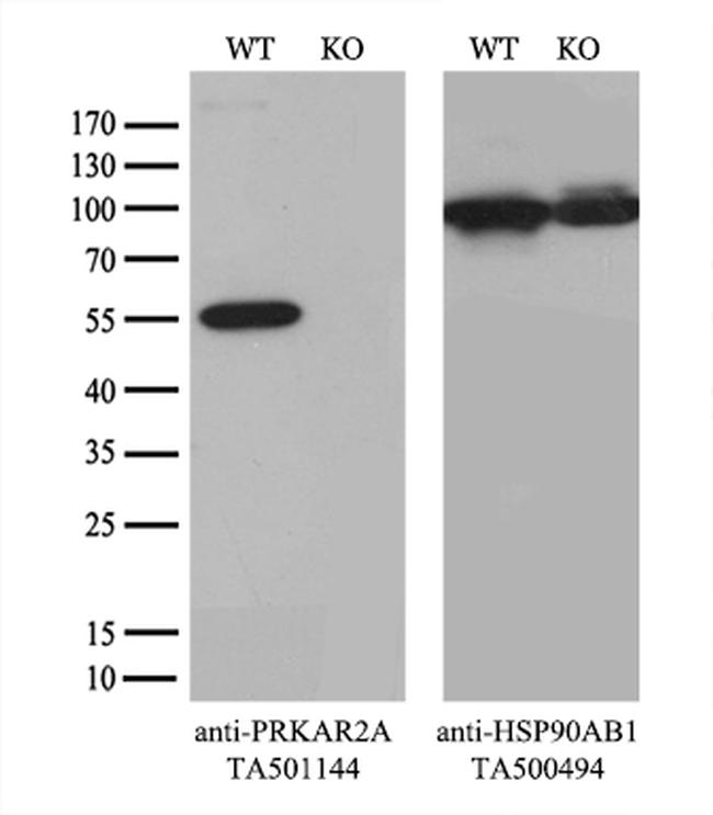 PRKAR2A Antibody in Western Blot (WB)