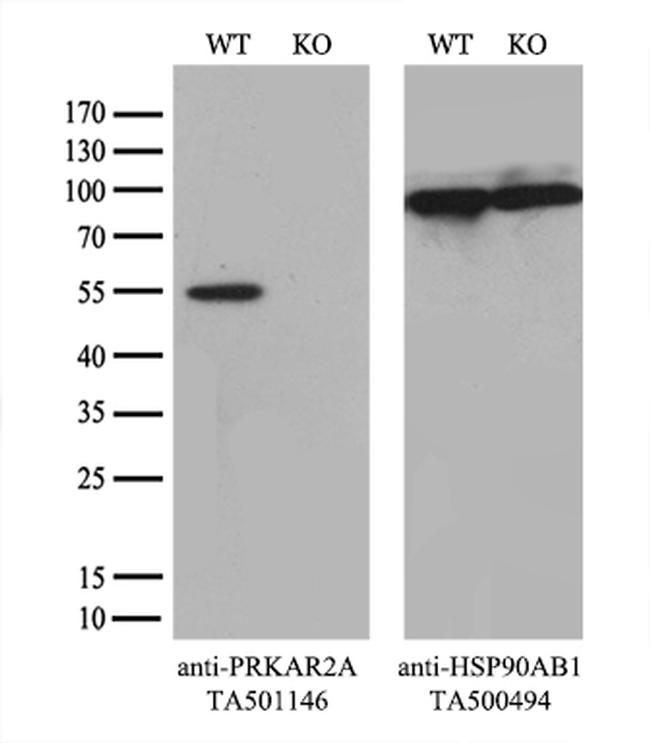 PRKAR2A Antibody in Western Blot (WB)