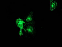 PRKCE Antibody in Immunocytochemistry (ICC/IF)