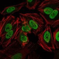 DNA-PK Antibody in Immunocytochemistry (ICC/IF)