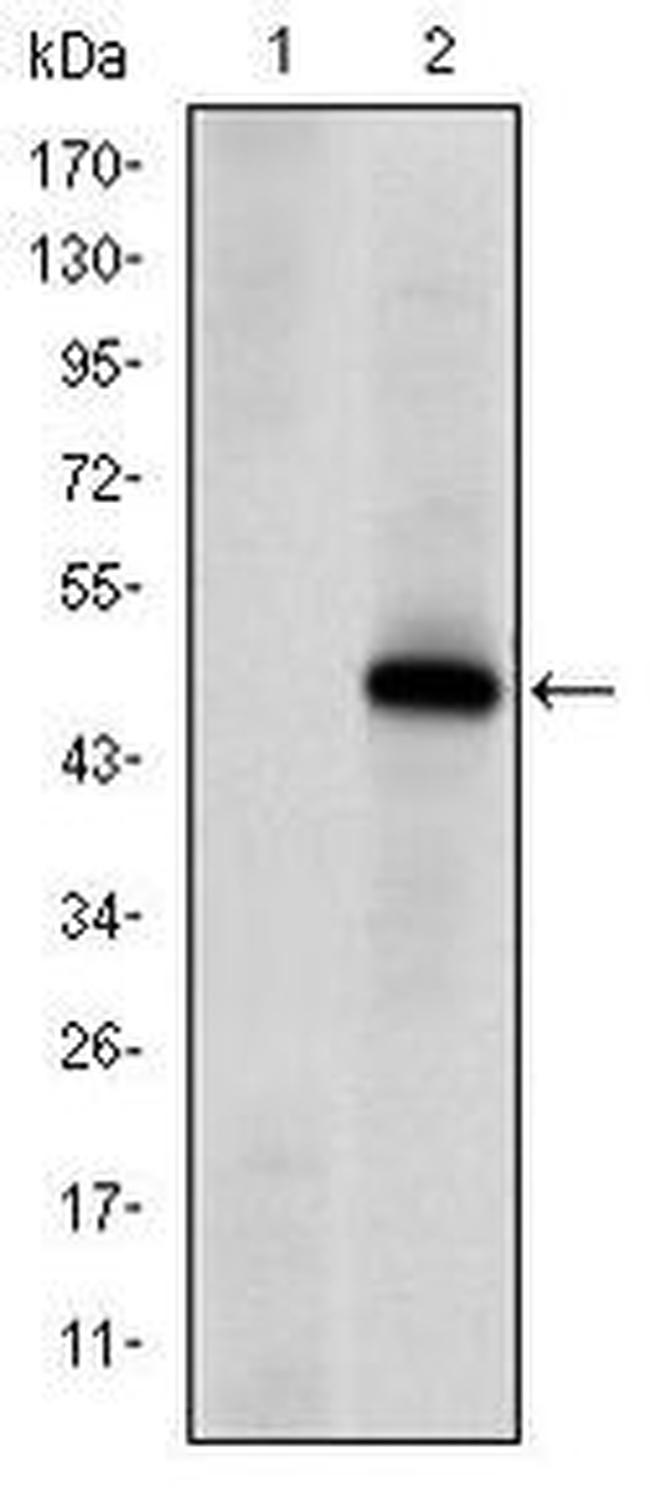 DNA-PK Antibody in Western Blot (WB)