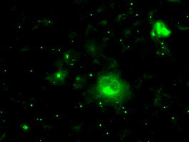 PRL Antibody in Immunocytochemistry (ICC/IF)