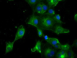 PRL Antibody in Immunocytochemistry (ICC/IF)