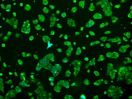 PRL Antibody in Immunocytochemistry (ICC/IF)