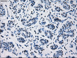 PRL Antibody in Immunohistochemistry (Paraffin) (IHC (P))