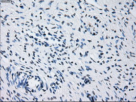 PRL Antibody in Immunohistochemistry (Paraffin) (IHC (P))