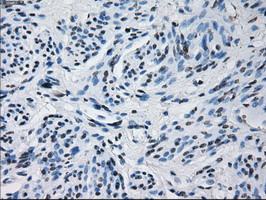 PRL Antibody in Immunohistochemistry (Paraffin) (IHC (P))